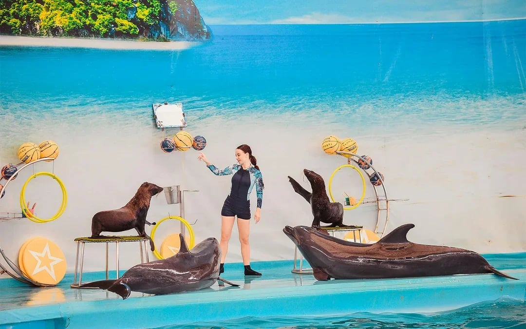 Phuket Dolphin Show Tickets: Foreigners Image 6