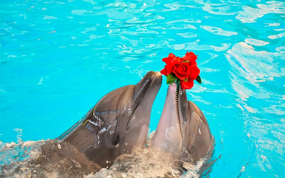 Phuket Dolphin Show Tickets: Foreigners Image 8