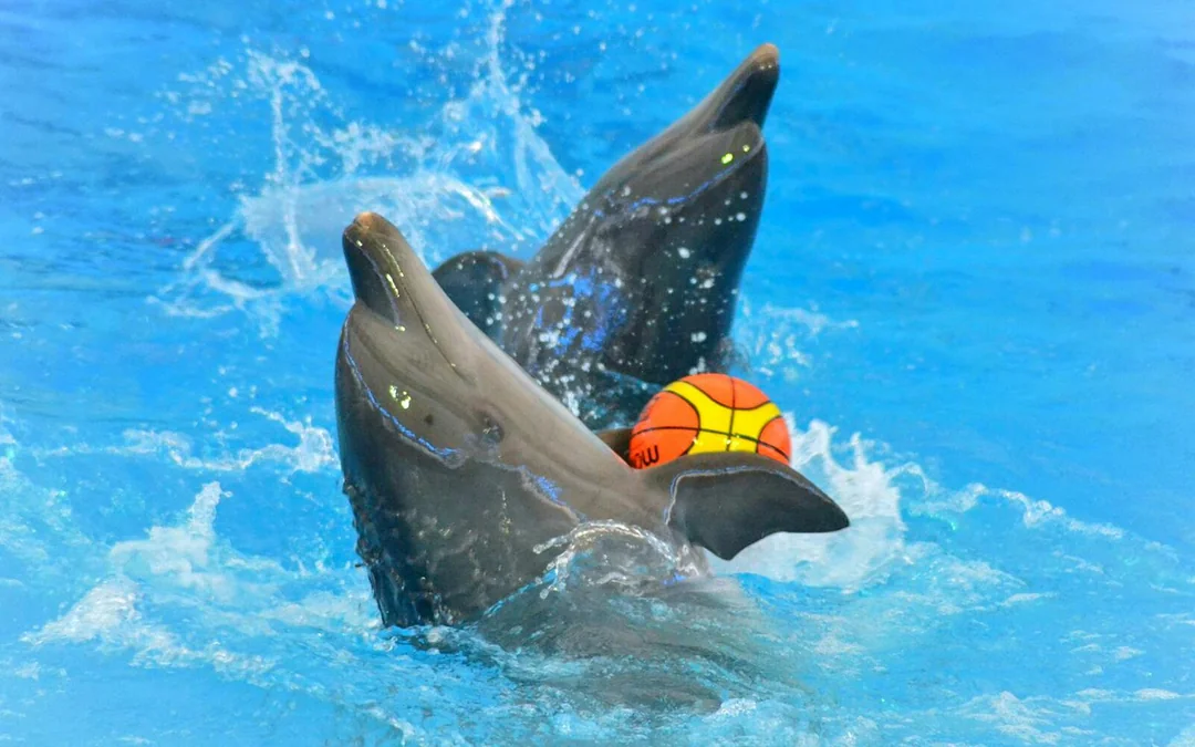 Phuket Dolphin Show Tickets: Thai Residents Image 1