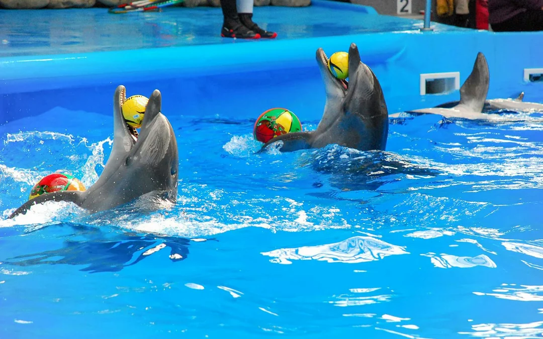 Phuket Dolphin Show Tickets: Thai Residents Image 2