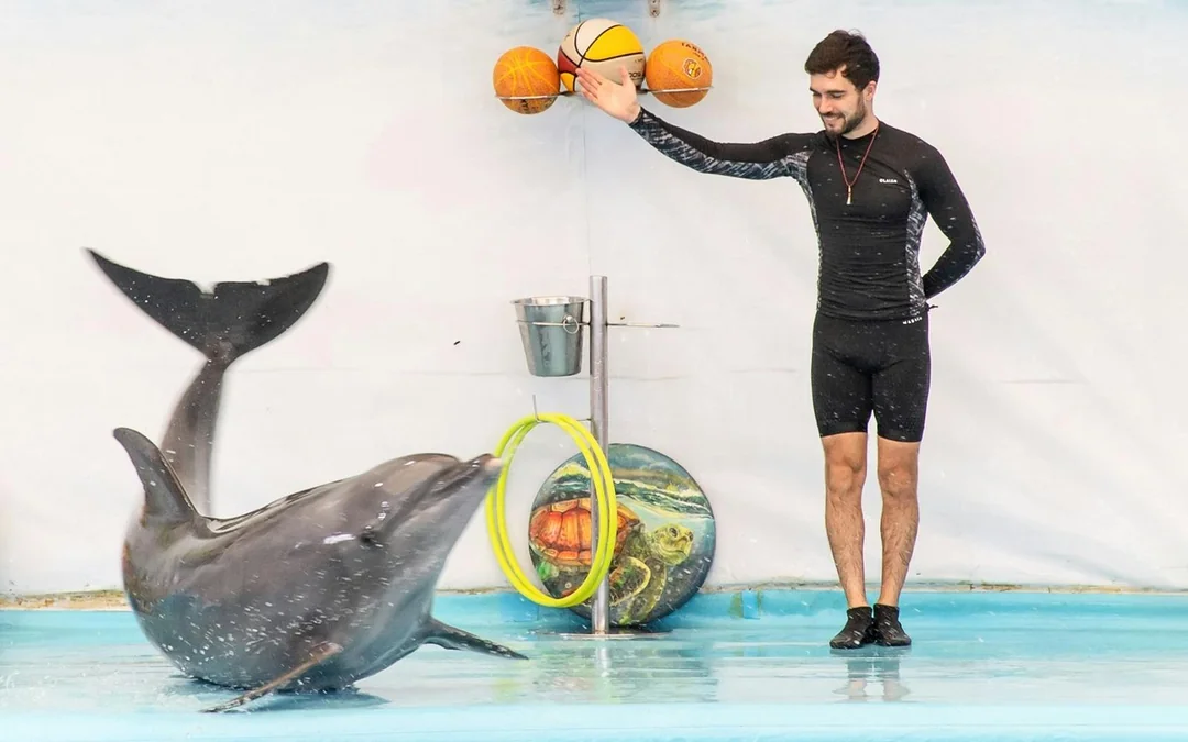 Phuket Dolphin Show Tickets: Thai Residents Image 4