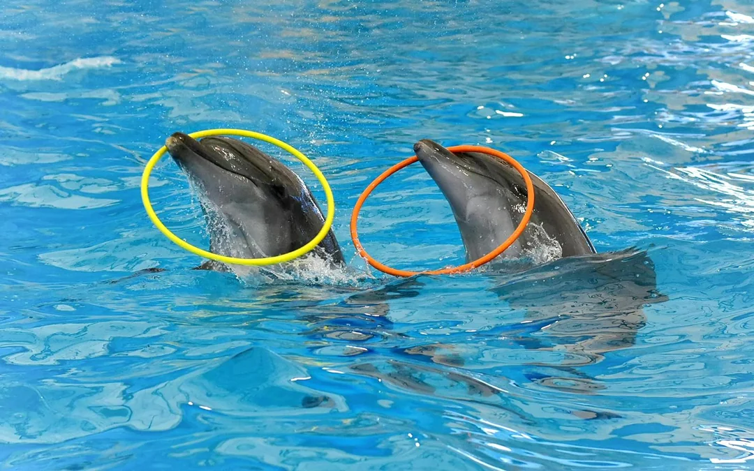 Phuket Dolphin Show Tickets: Thai Residents Image 5