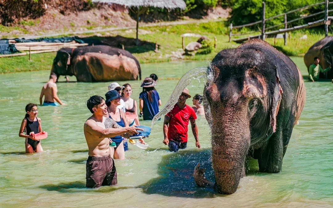 Phuket Elephant Care: Feed, Shower & Mud Spa Guided Tours with Optional Transfers Image 3