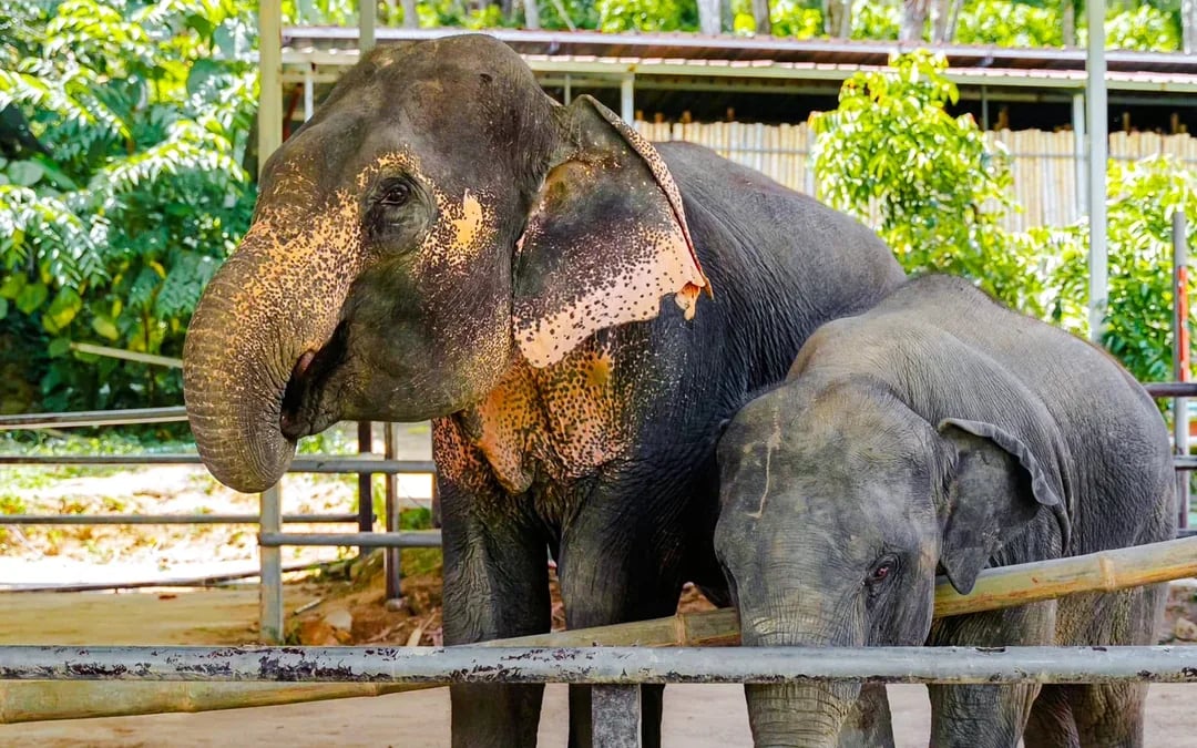 Phuket Elephant Care: Feed, Shower & Mud Spa Guided Tours with Optional Transfers Image 9