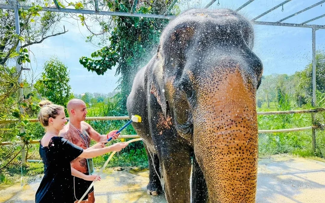 Phuket Elephant Care: Feed, Shower & Mud Spa Guided Tours with Optional Transfers Image 10