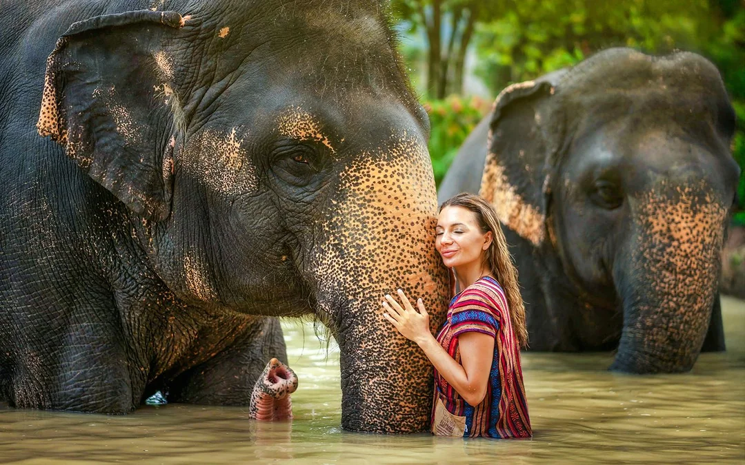 Phuket Elephant Jungle Sanctuary: Feed, Shower & Mud Spa Guided Tours with Optional Transfers Image 1