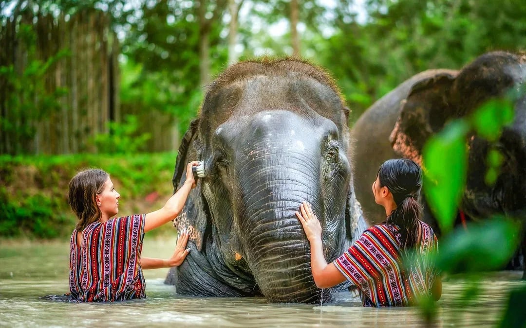 Phuket Elephant Jungle Sanctuary: Feed, Shower & Mud Spa Guided Tours with Optional Transfers Image 11