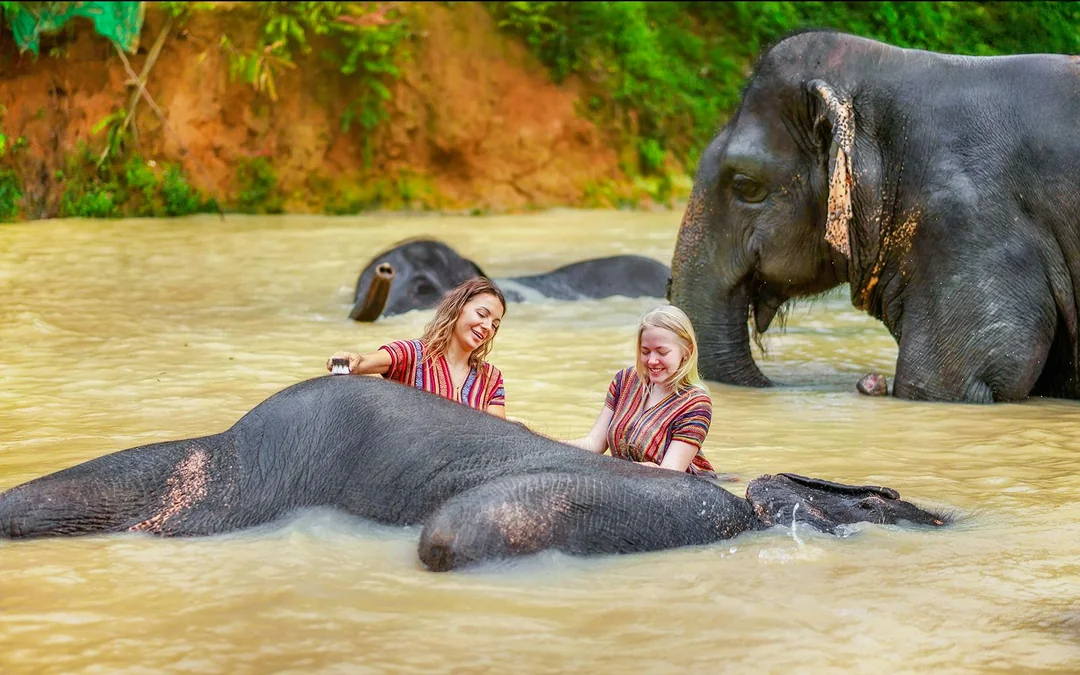 Phuket Elephant Jungle Sanctuary: Feed, Shower & Mud Spa Guided Tours with Optional Transfers Image 12