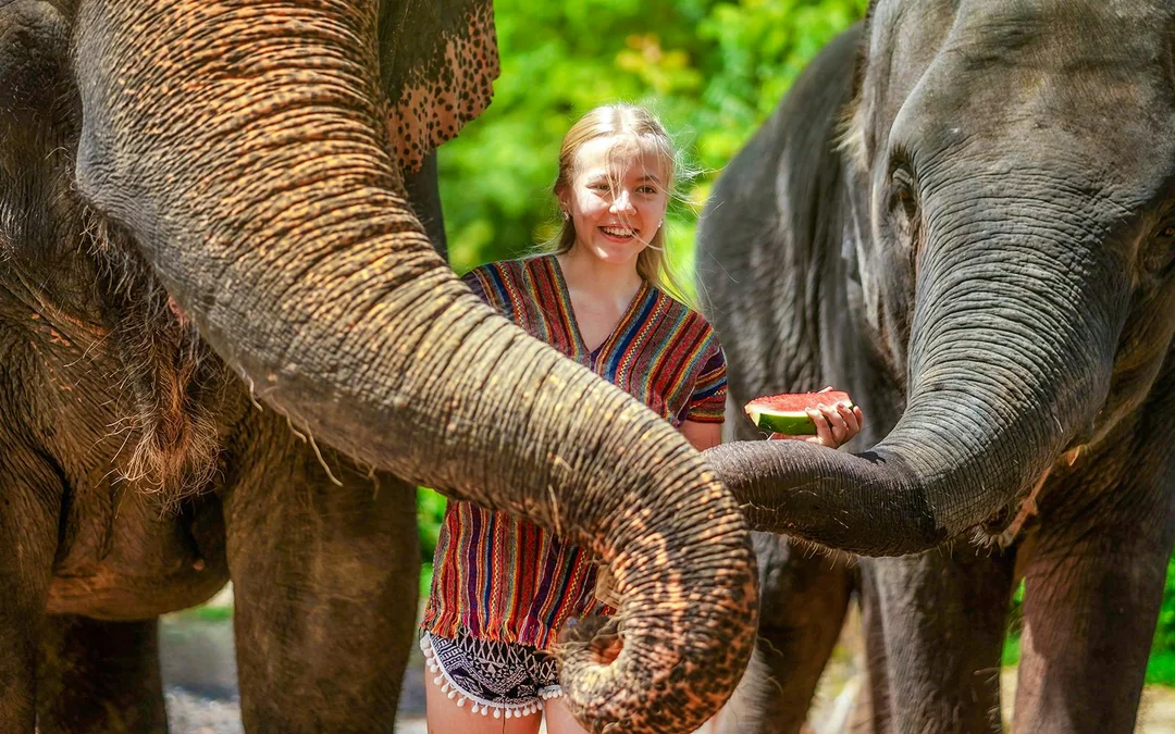 Phuket Elephant Jungle Sanctuary: Feed, Shower & Mud Spa Guided Tours with Optional Transfers Image 3