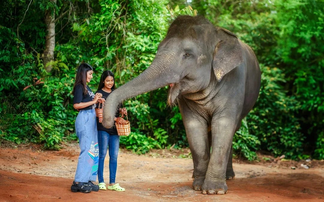 Phuket Elephant Jungle Sanctuary: Feed, Shower & Mud Spa Guided Tours with Optional Transfers Image 8