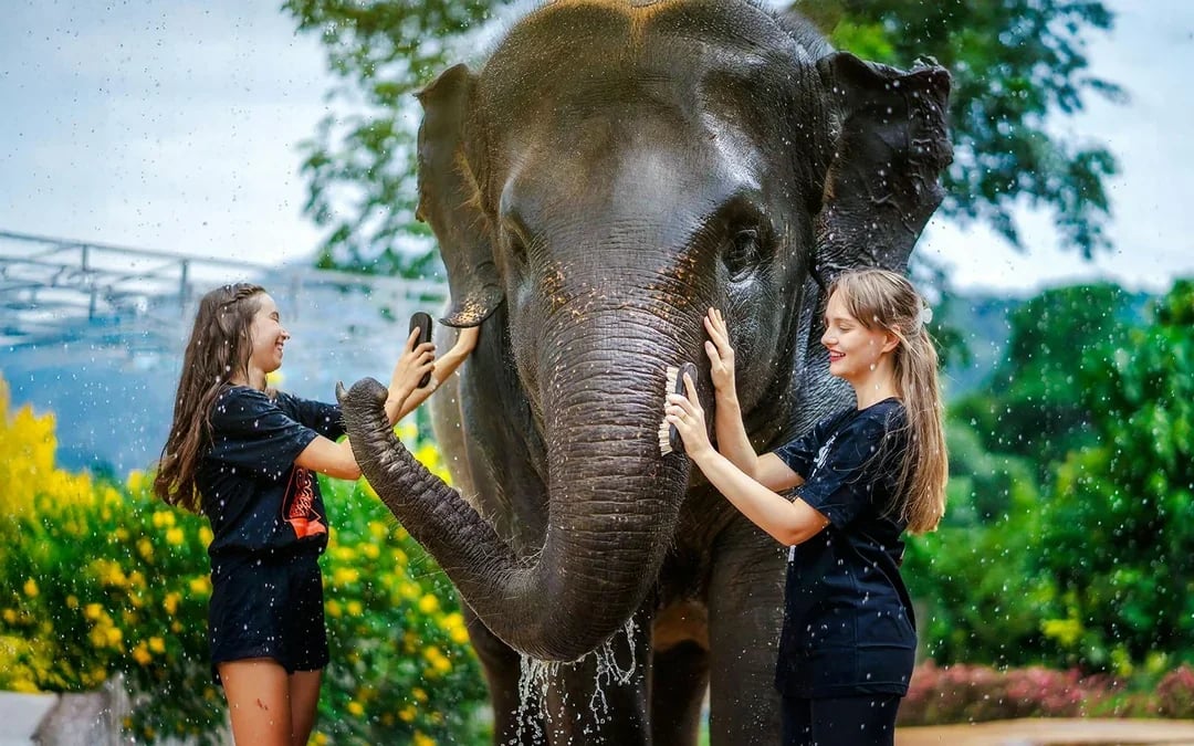 Phuket Elephant Jungle Sanctuary: Feed, Shower & Mud Spa Guided Tours with Optional Transfers Image 9