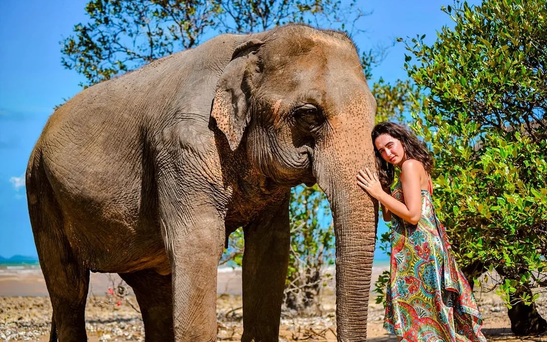 Phuket Lily Elephant Camp by the Beach: Feed & Shower Guided Tours with Optional Transfers Image 2