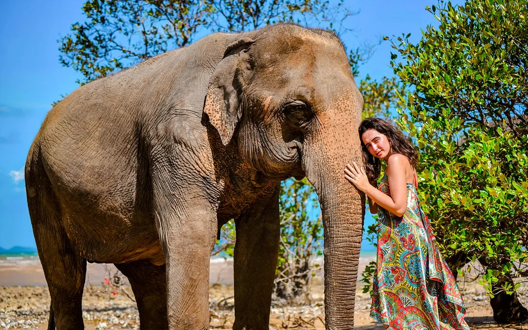 Phuket Lily Elephant Camp by the Beach: Feed & Shower Guided Tours with Optional Transfers Image 2