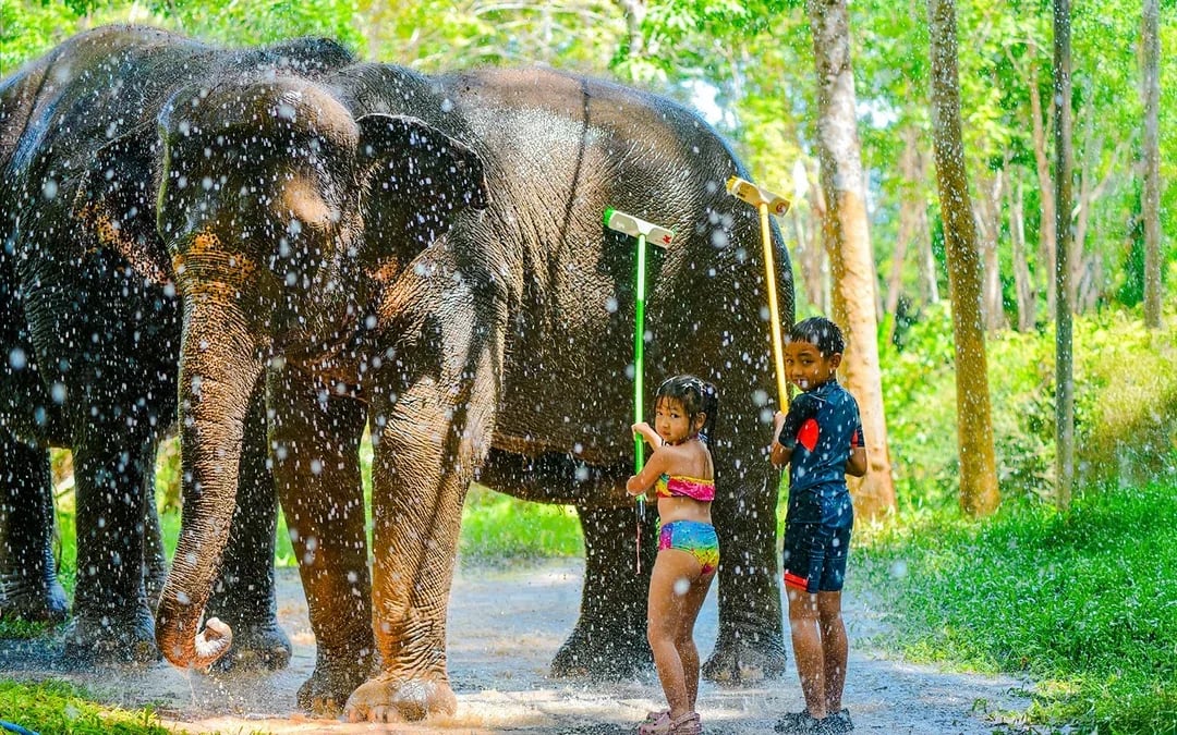 Phuket Lily Elephant Camp by the Beach: Feed & Shower Guided Tours with Optional Transfers Image 4