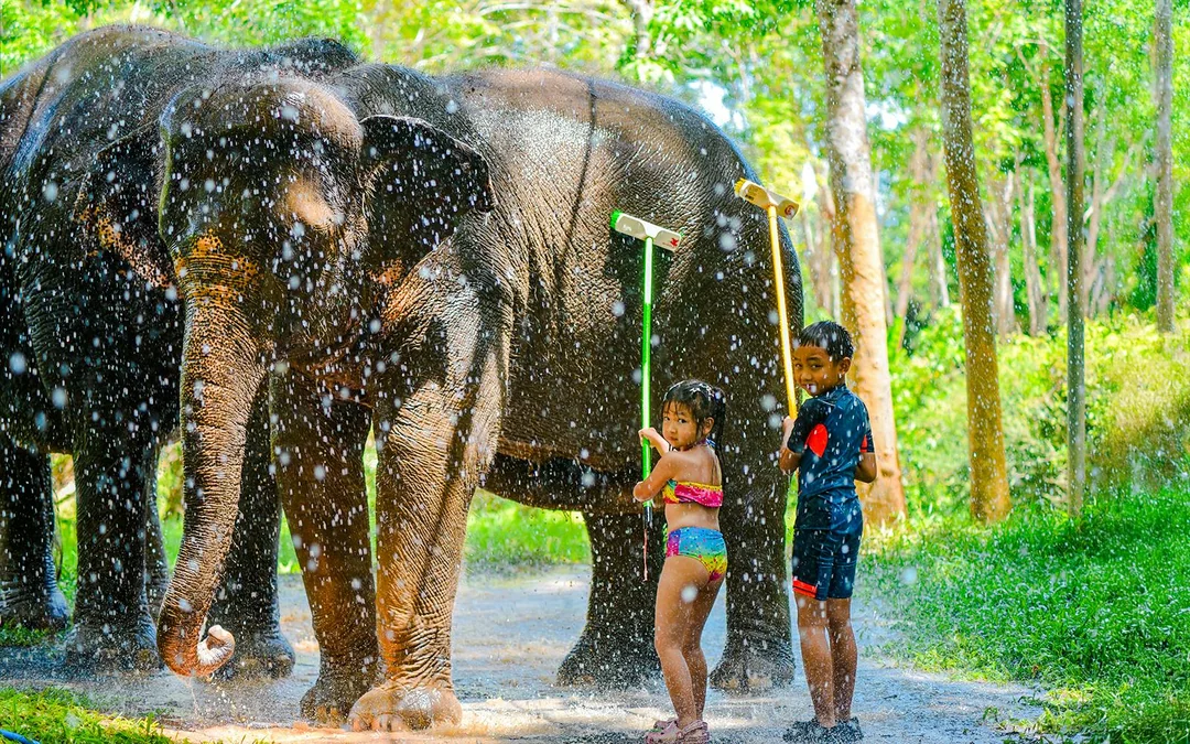 Phuket Lily Elephant Camp by the Beach: Feed & Shower Guided Tours with Optional Transfers Image 4
