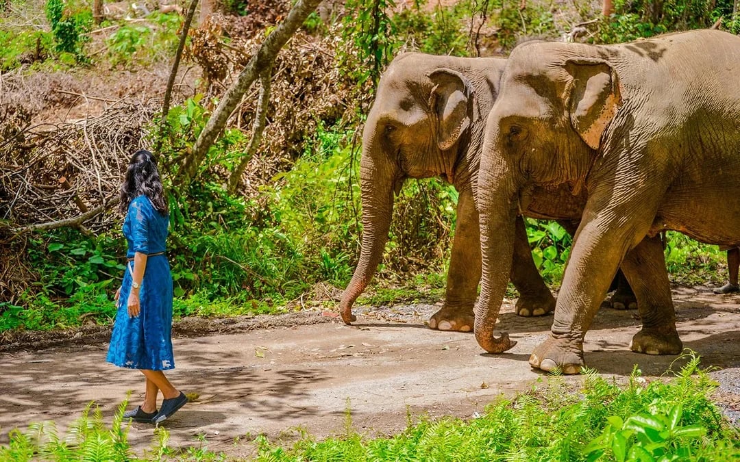 Phuket Lily Elephant Camp by the Beach: Feed & Shower Guided Tours with Optional Transfers Image 8
