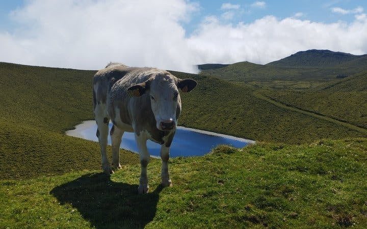 Pico Island Highlands and Volcanic Lagoons Guided Tour Image 5