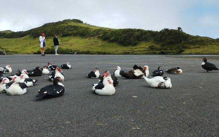 Pico Island Highlands and Volcanic Lagoons Guided Tour Image 8