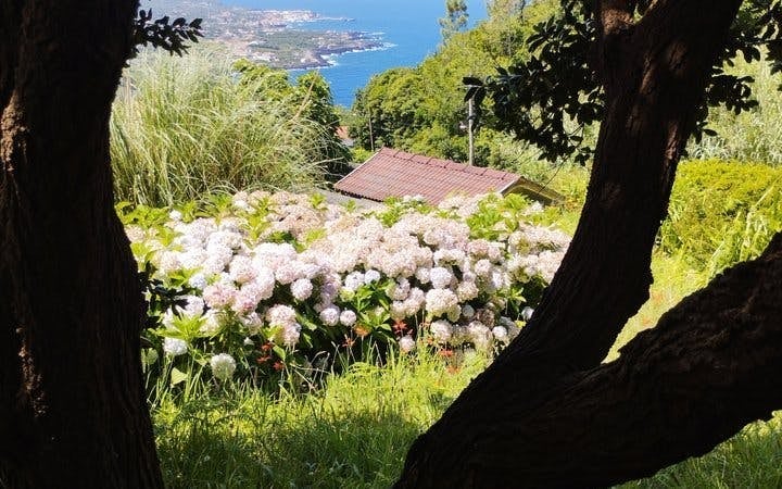 Pico Island Small-Group Guided Tour: Volcanoes, UNESCO Vineyards, and Local Culture Image 5