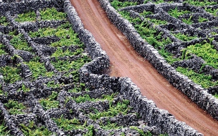 Pico Island UNESCO Vineyard Landscape Guided Tour with Museum and Wine Producer Visits Image 6