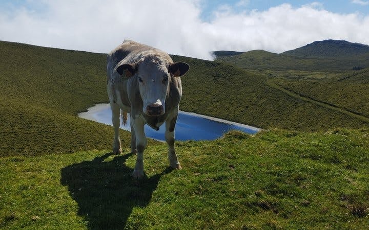 Pico Island Volcanic Lakes and Highlands Small-Group Guided Tour Image 3