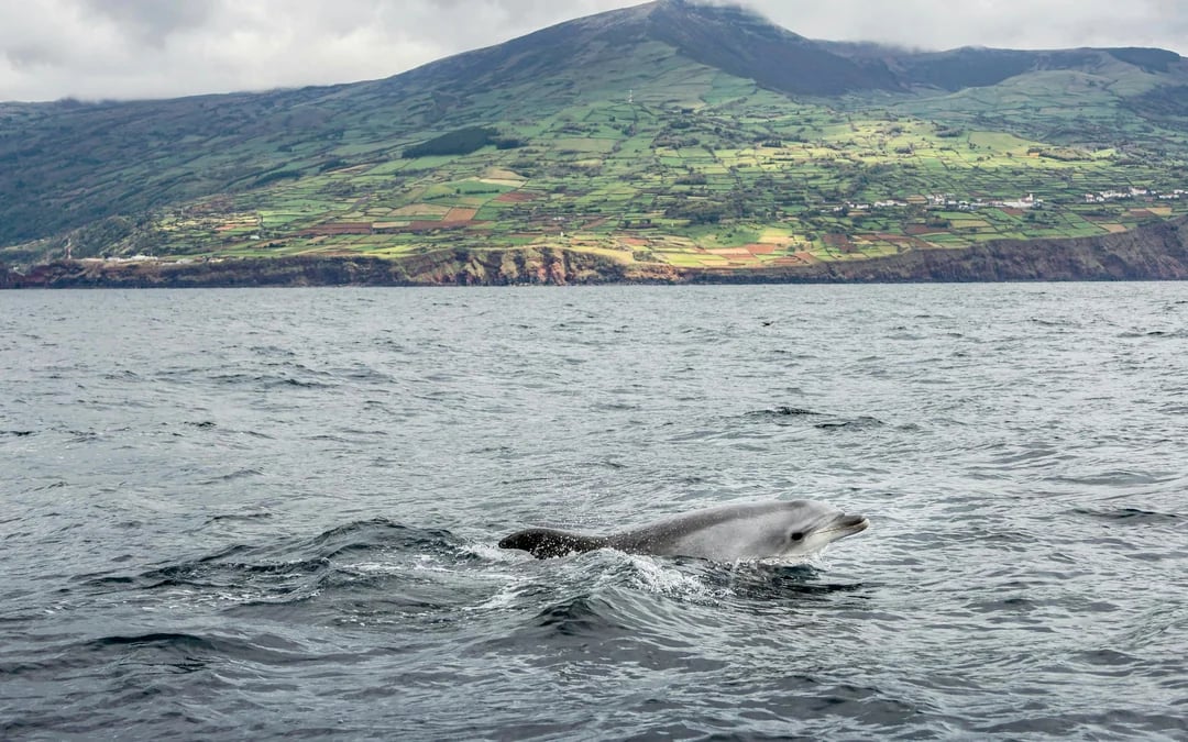 Pico Island: Whale Watching Boat Tour Image 4