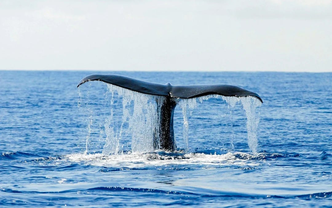 Pico Island: Whale Watching Boat Tour Image 5