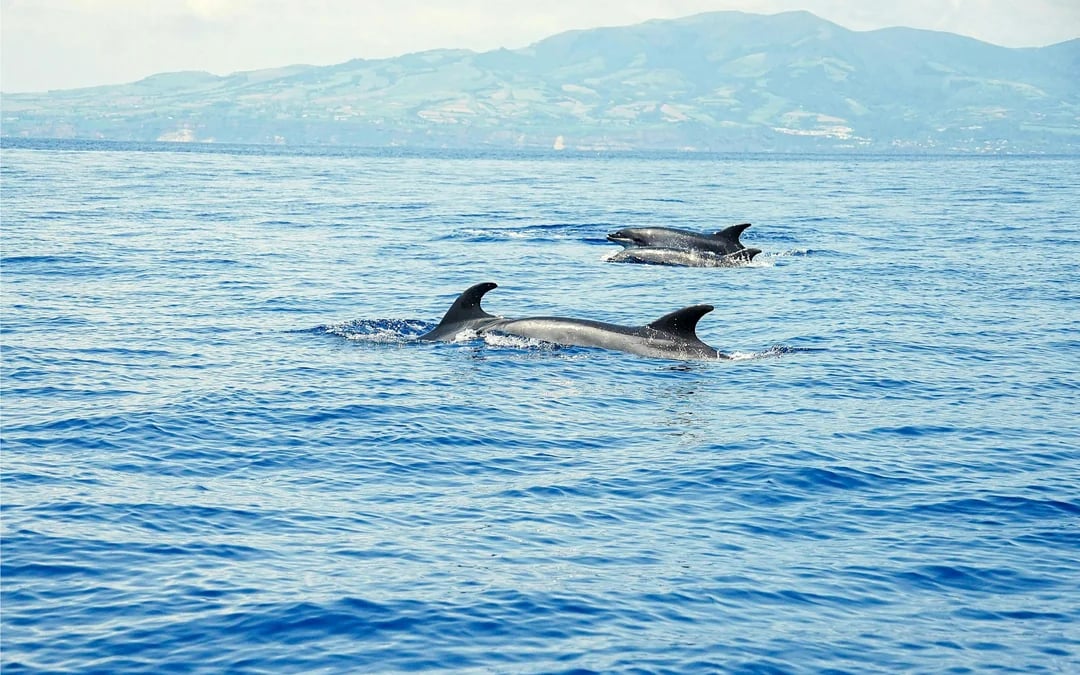 Pico Island: Whale Watching Boat Tour Image 6
