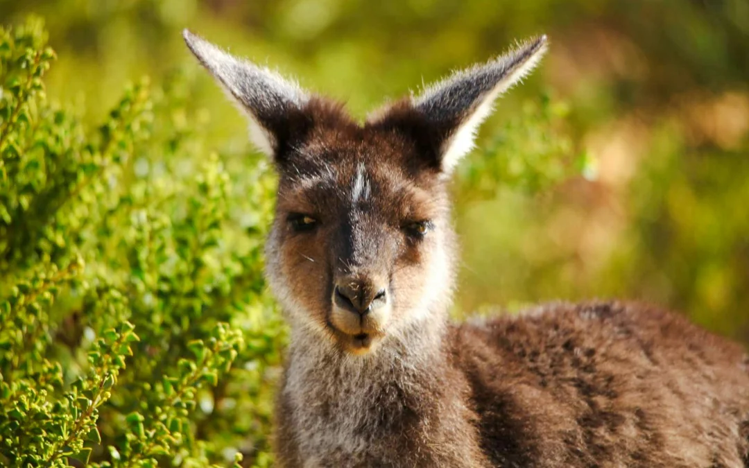 Pinnacles, Sandboarding & Wildlife Spotting 4WD Tour with Lunch & Round-Trip Transfers Image 9