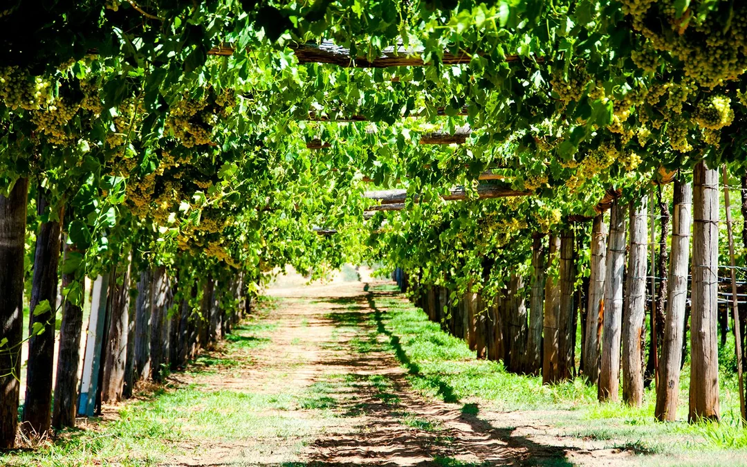 Pinnacles, Wildlife Spotting & Swan Valley Tour with Round-Trip Transfers & Lunch Image 3