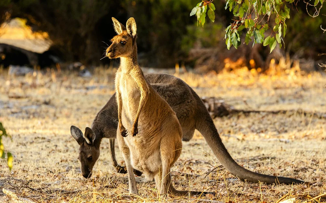 Pinnacles, Wildlife Spotting & Swan Valley Tour with Round-Trip Transfers & Lunch Image 4