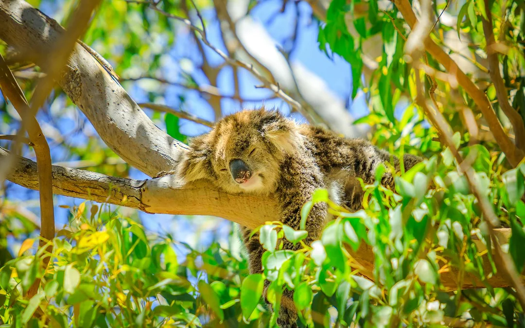 Pinnacles, Wildlife Spotting & Swan Valley Tour with Round-Trip Transfers & Lunch Image 5