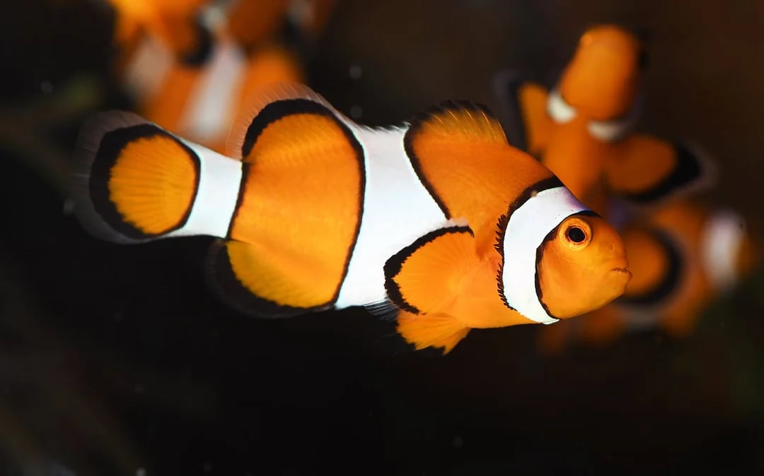 Poema del Mar Aquarium Tickets Image 12