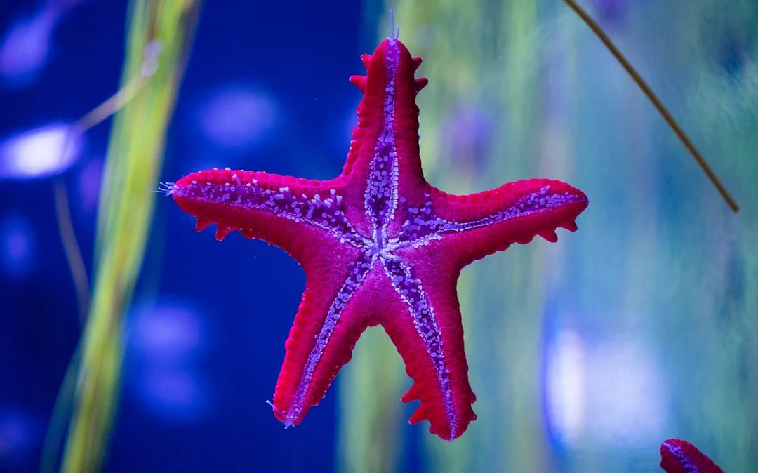 Poema del Mar Aquarium Tickets Image 8