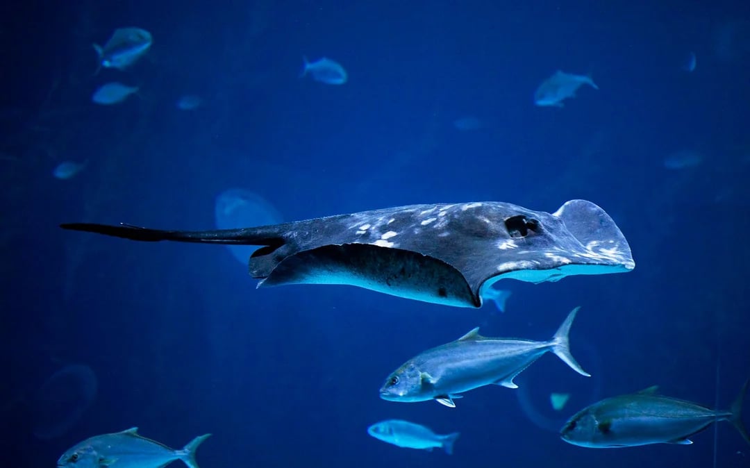 Poema del Mar Aquarium Tickets Image 9