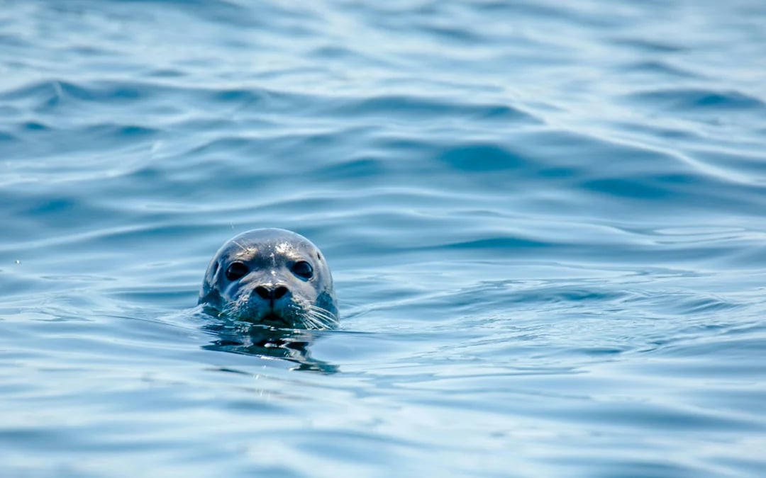 Poole Harbour & Islands Cruise with Live Commentary Image 9