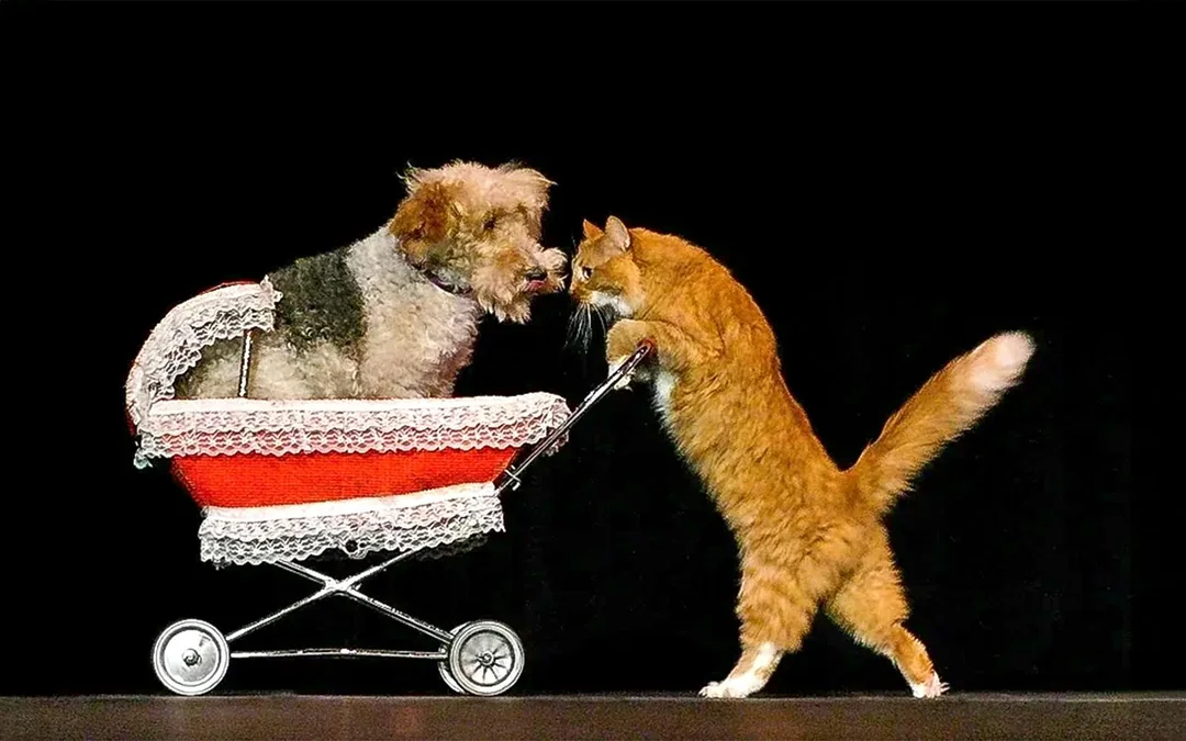 Popovich Comedy Pet Theater Image 2