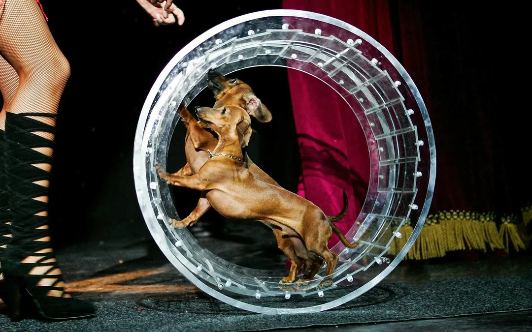 Popovich Comedy Pet Theater Image 3
