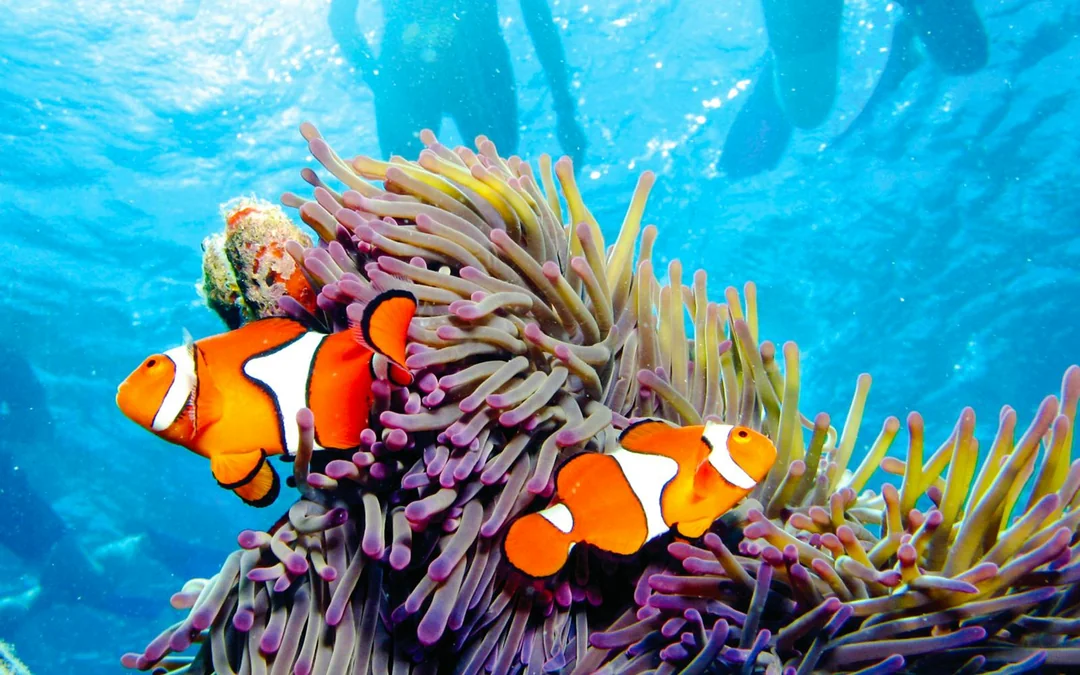 Port Douglas to Low Isles Island Cruise with Guided Snorkel Image 4