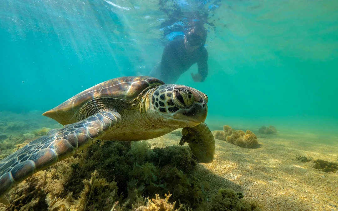 Port Douglas to Low Isles Island Cruise with Guided Snorkel Image 5