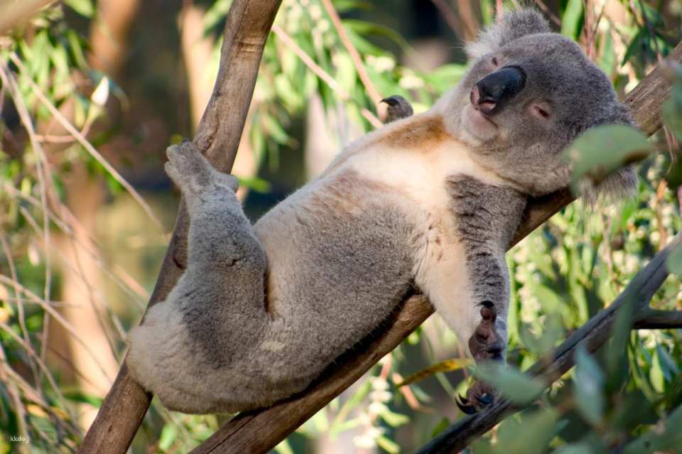 Port Stephens Koala Sanctuary Ticket | New South Wales