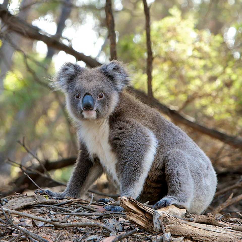 Port Stephens Koala Sanctuary Ticket | New South Wales
