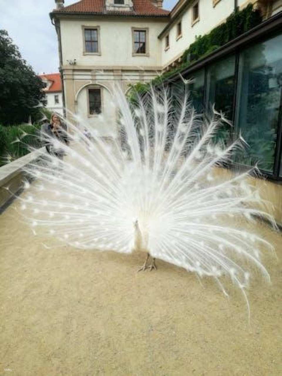 Prague Renaissance and Baroque gardens tour with a friendly historian