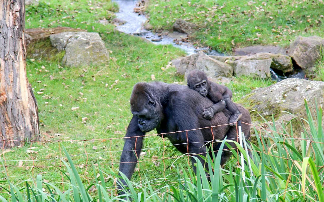 Prague Zoo Tickets Image 2