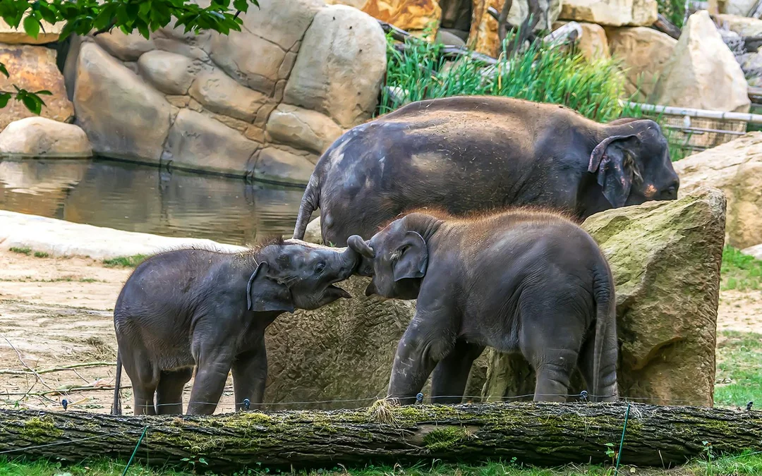 Prague Zoo Tickets Image 5