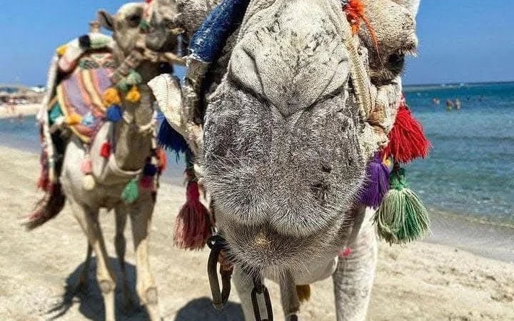 Premium 2 Hours Camel Ride: Amazing Desert & Sea - Hurghada Image 6