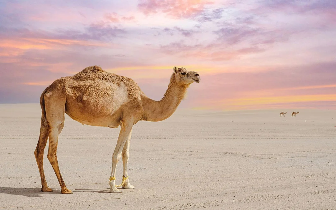 Premium Doha Desert Safari with Dune Bashing, Sandboarding, Camel Ride, Quad Biking & Inland Sea Image 3