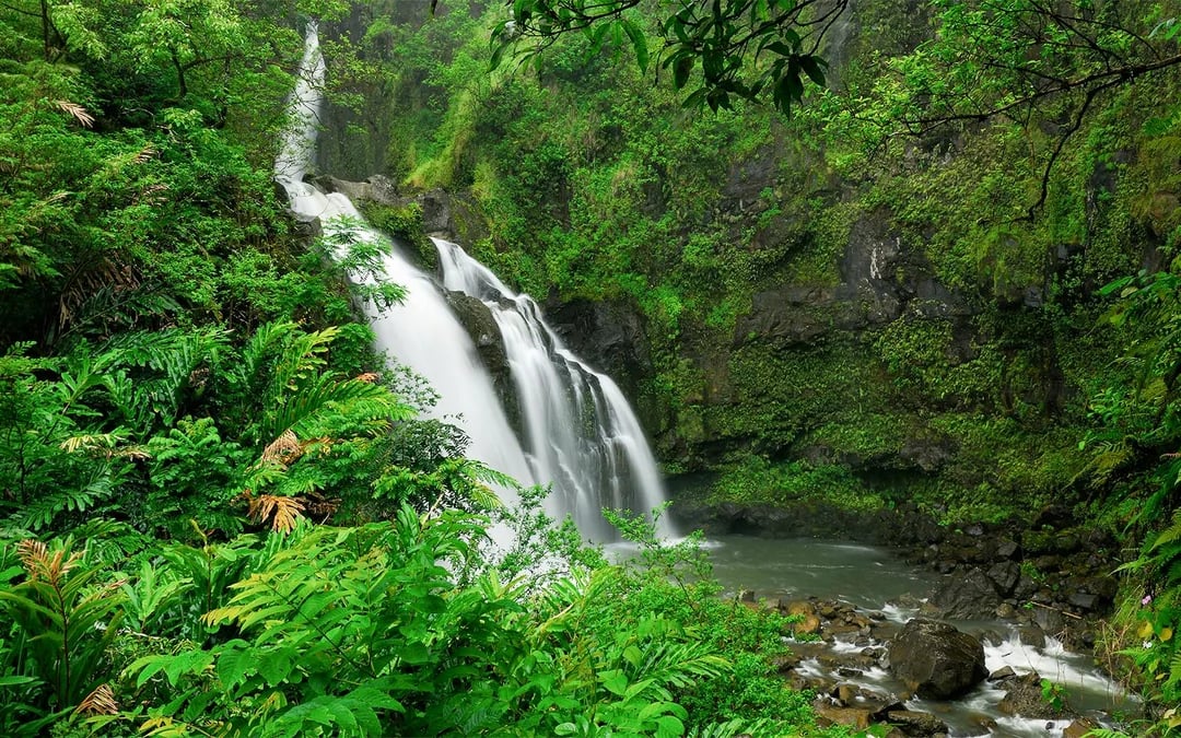 Premium, Small-Group Road to Hana Tour with GoPro Capture and Lunch Image 10