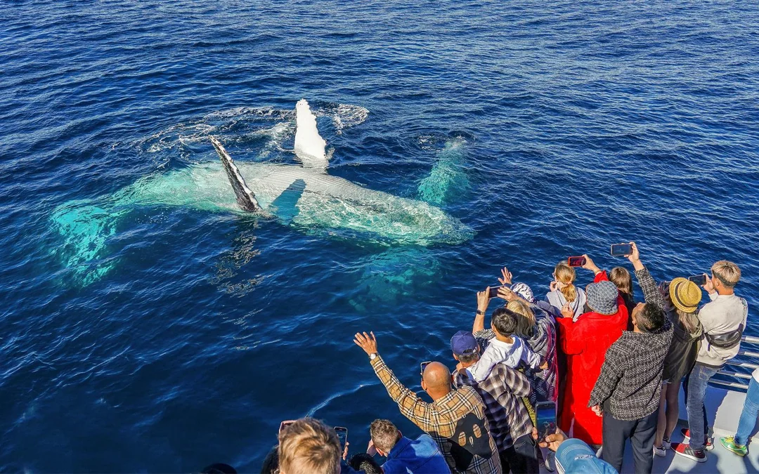Premium Whale Watching Cruise by SeaWorld Image 3