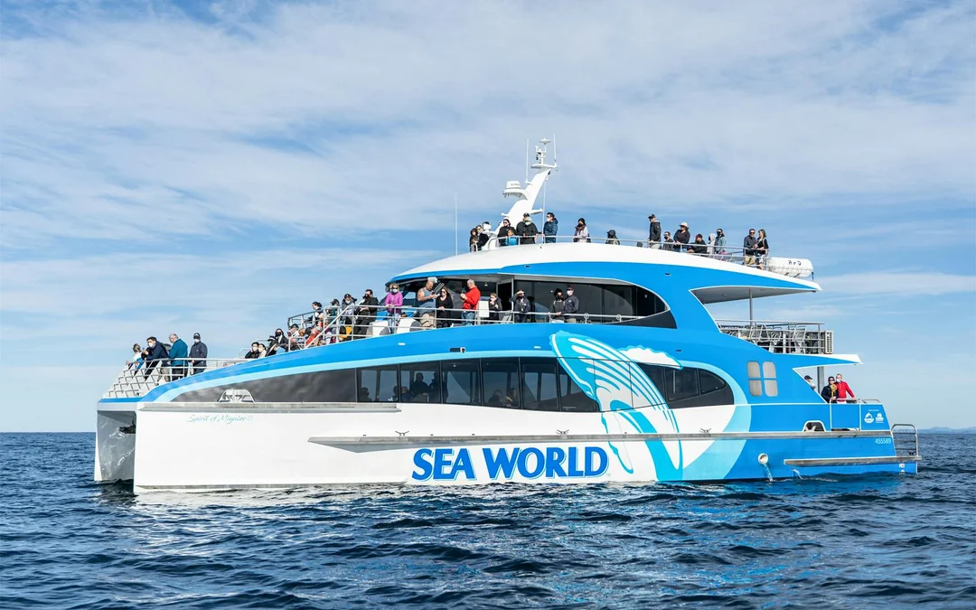 Premium Whale Watching Cruise by SeaWorld Image 4